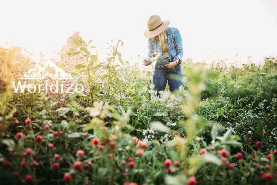 Flower Farm